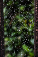 spider web with drops