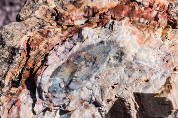 A detailed up-close view of the colorful petrified wood in Petrified Forest National Park (Arizona).