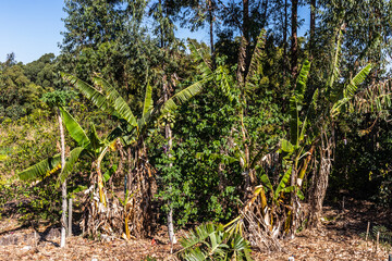 Fototapeta na wymiar Agroforestry system with banana and papaya fruit plants; commercial trees such as eucalyptus and native species of the Atlantic Forest, in Brazil