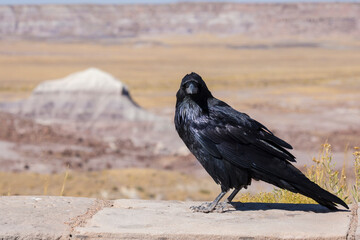 A wild raven in Petrified Forest National Park (Arizona).