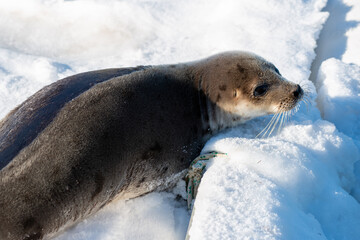 An adult gray harp seal lays on a white bank of snow and ice. The large animal has to light grey fur with dark spots on its skin. There are crab pots in the background made of green rope and wire.  