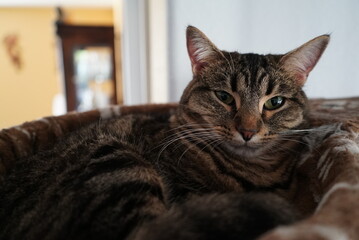 Naklejka premium Puffy Cat