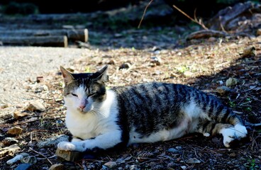 寛ぐねこ　キジトラ　のらねこ