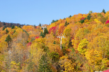 Fototapeta premium 北海道の秋の風景 札幌市の紅葉