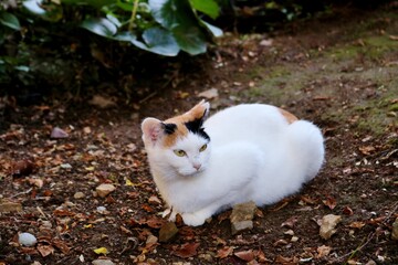 上品な三毛猫　道　田舎　秋の日