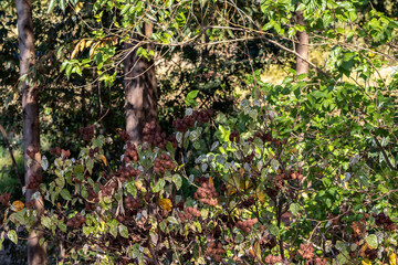 Agroforestry system with fruit plants such as annatto, commercial trees such as eucalyptus and native species of the Atlantic rainforest, in Brazil