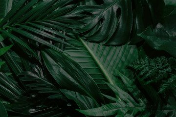 Obraz na płótnie Canvas Green background concepts.Tropical palm leaves, jungle leaf close up