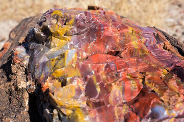 Obraz na płótnie Canvas A detailed up-close view of the colorful petrified wood in Petrified Forest National Park (Arizona).