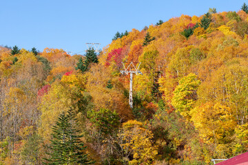 Obraz premium 北海道の秋の風景 札幌市の紅葉