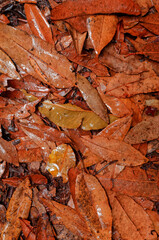 Collage of wet eucalyptus leaves on the ground