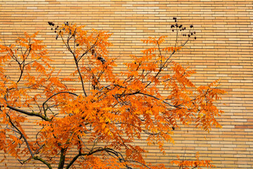 tree in autumn