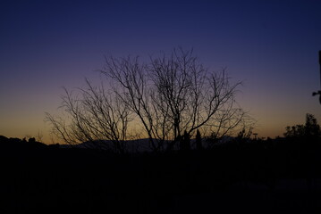 Fototapeta na wymiar Sunset over the tree 