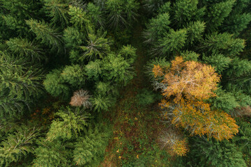 Birds eye view of thick forest during autumn sunrise with fog.