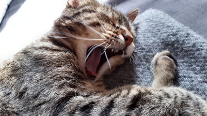 Cat yawning