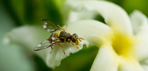 Hoverfly on Flower