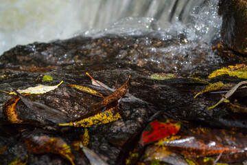 Obraz premium leaves in water