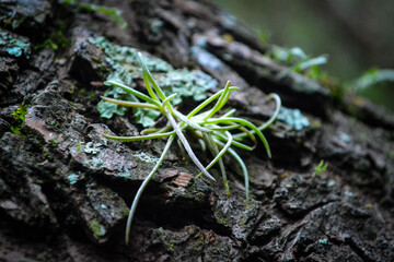 green moss on a tree