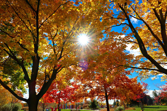 A fabulous autumn schene in a park covered with yellow leaves.