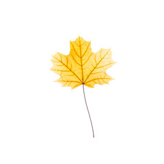 cut out fall leaf. yellow maple leaf isolated on a white background. fall minimal concept. autumn design element