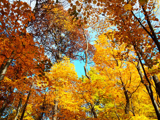 Beautiful and yellow autumn forest full of trees and golden leaves