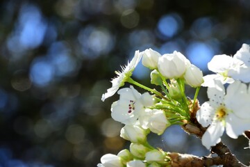 Beautiful white fruit flowers in the spring