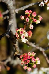 Tiny pink blossoms beginning to bloom
