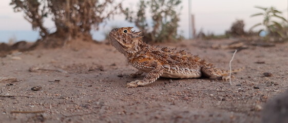 Horned lizard 2