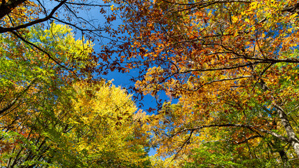 Fall photos from the Blue Ridge Parkway area, Northwestern North Carolina