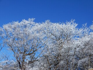 枝についた雪と青空