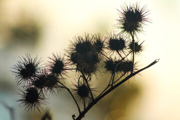 dandelion in sunset