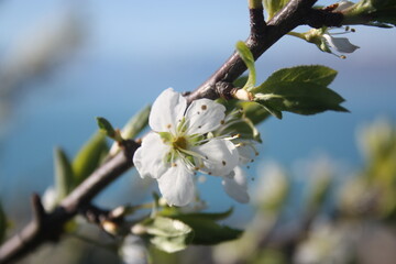 blossom in spring