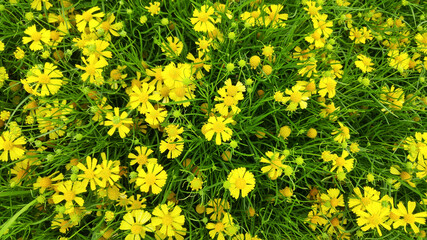 Yellow chrysanthemum