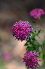 Fototapeta premium Pink and purple flowers of the Deep Dream cultivar of the Rose Banjine rice flower, Pimelea rosea, family Thymelaeaceae. Endemic to the southwest coast of Western Australia. Spring flowering.