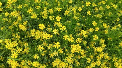 Yellow chrysanthemum