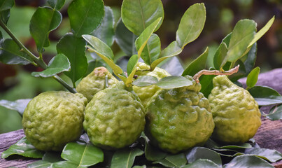Obraz premium Kaffir limes on wooden table with natural blurred background.