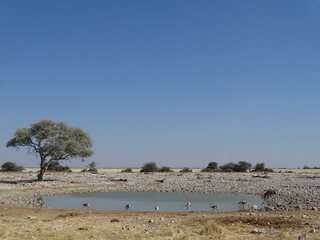 wildebeest in serengeti national park city