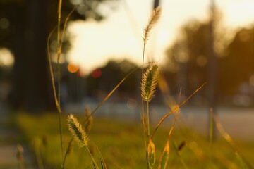 grass stalk