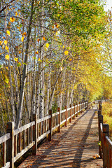 Fototapeta na wymiar The wooden trestle in autumn forest.
