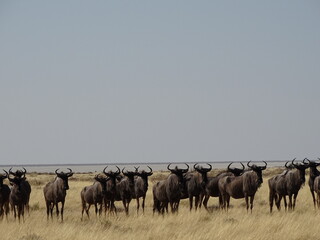 herd of wildebeest