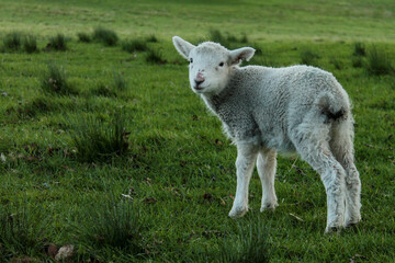 lamb in a field