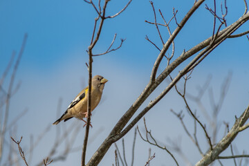 Evening Grosbeak perched in a leafless tree landscape