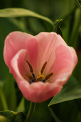 tulip flower