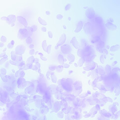 Violet flower petals falling down. Gorgeous romant