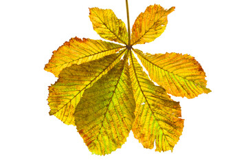 Colorful yellow, brown, orange, green autumn chestnut leaf on white isolated background