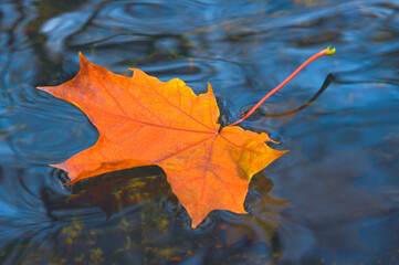Colorful orange, red autumn maple leaf on a background of blue water in a pond