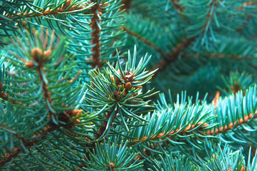 Naklejka na ściany i meble Colorful green branches of blue spruce with cones close up