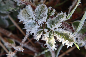 Long ice crystals cling to the edges of leaves on a frosty country morning