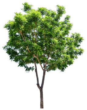The tree that is completely separated from the background with the delicateness Can be used in many ways Has a scientific name Azadirachta indica