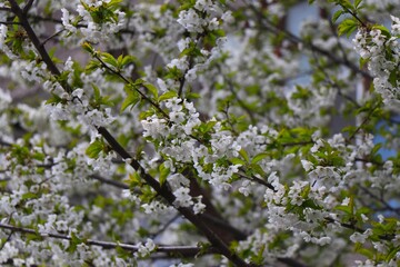 Blossom Flowers
