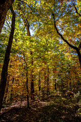 Blue Ridge Parkway Fall